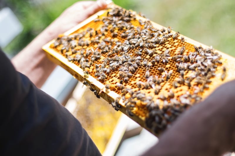 Beekeeping Urban Beekeeping