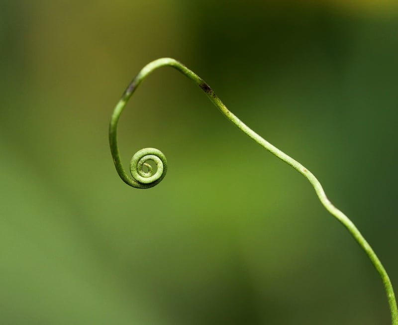 Herb Spiral Plants